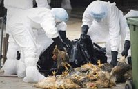 В Японии из-за птичьего гриппа забьют 70 тысяч кур
