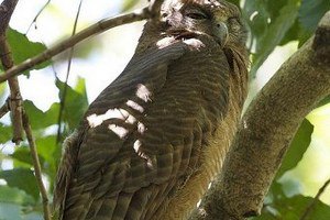 Ученые обнаружили на Филиппинах голубоглазых сов