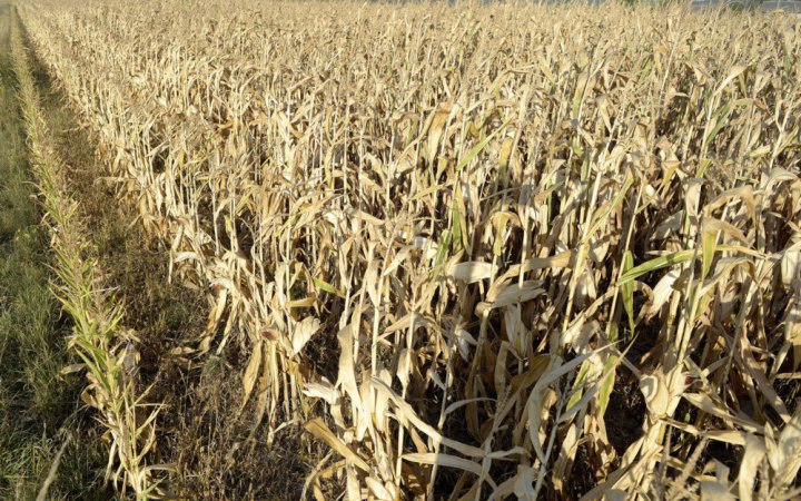 Єврокомісія схвалила схему допомоги Польщі на 230 млн євро для підтримки виробників кукурудзи