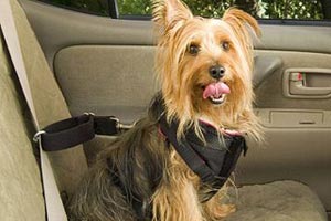 Водители одобрили ремни безопасности для собак