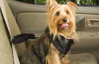 Водители одобрили ремни безопасности для собак