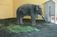 В Киевский зоопарк привезли слоненка