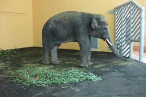Київський зоопарк може поповнитися трьома слонихами