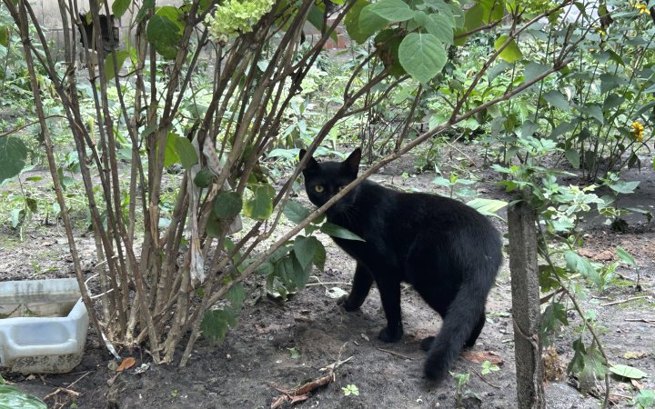 ​Іспанське місто тимчасово заборонило адопцію чорних котів на Гелловін