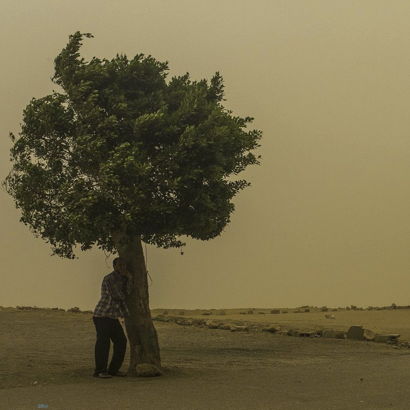 Мужчина прячется под деревом в горах Моккатам в юго-востоке от Каира, который страдает от песчаной бури и аномальной жары. 27
мая 2015 года в Каире официально зарегистрировали самую высокую температуру на Земле — 46°C.