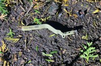 На Львівщині поліція розслідує інцидент з вибухом гранати біля ресторану