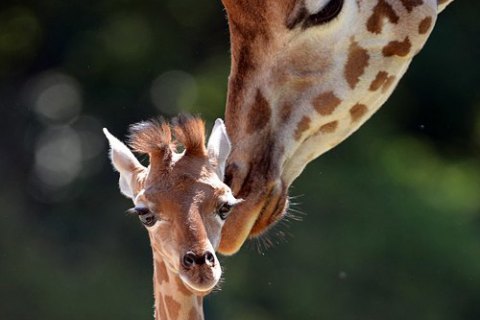 Жирафов включили в список видов, которым грозит вымирание