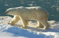 Белый медведь прогнал экологов с месторождения нефти