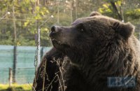 У Нью-Джерсі працівники складу Amazon постраждали від спрею для відлякування ведмедів