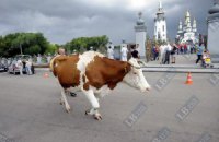 Под Киевом водитель "Жигулей" врезался в стадо коров