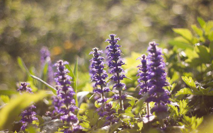 Метеорологічне літо у Києві розпочалось 21 травня