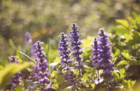 Метеорологічне літо у Києві розпочалось 21 травня