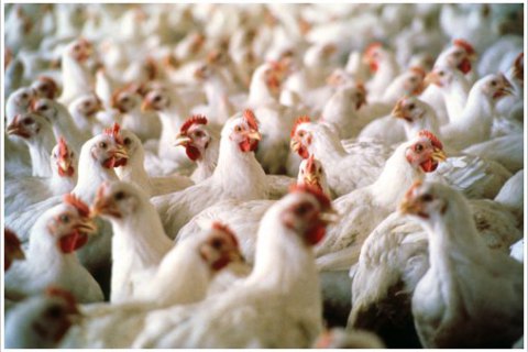 Украина возобновила поставки мяса птицы в Евросоюз