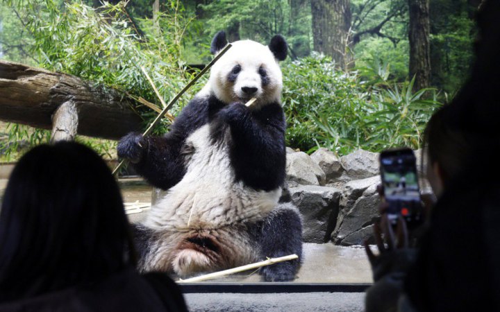 Японія у січні поверне Китаю двох панд на тлі охолодження відносин між країнами