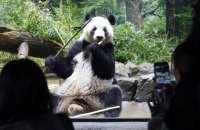 Японія у січні поверне Китаю двох панд на тлі охолодження відносин між країнами