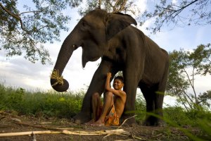 В Таиланде на украинского туриста упал слон