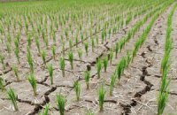 КНДР страдает от сильнейшей за 100 лет засухи