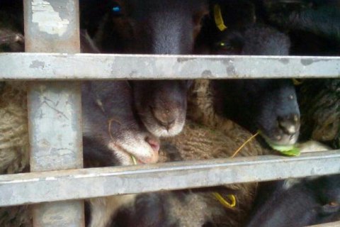 Через загибель овець в порту Чорноморська в Україні ввели нові правила транспортування тварин
