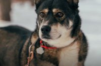 Епіцентр та UAnimals запускають благодійну акцію «Добрі Lapki» на підтримку тварин із прифронтових територій