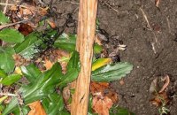 Вдарив кухонним молотком: у Стрию затримали нападника на військового