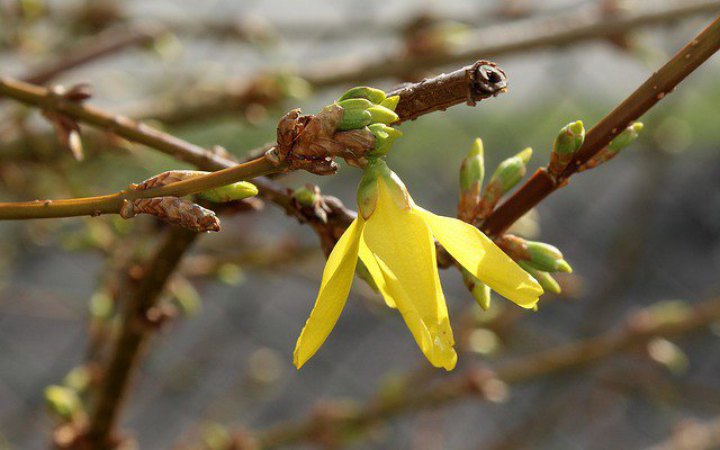 6 березня в Україні місцями невеликий мокрий сніг і дощ, температура вдень підніметься до 11° тепла 