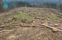 Вирубка лісів в Карпатах зі збитками на 56 млн грн: посадовцю філії ДП «Ліси України» повідомлено про підозру