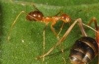 Киев атакуют полчище рыжих муравьев