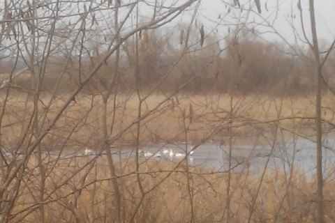​В Херсонской области спасатели помогли стае лебедей выбраться из ледяного плена
