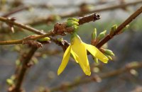 Завтра в Україні без опадів, повітря прогріється до +18