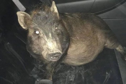 У США поліція врятувала чоловіка від переслідування свині, що втекла від господаря