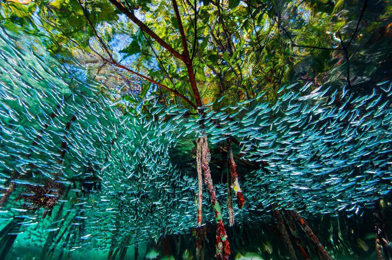 Стая атериновых рыб кружит среди мангровых деревьев в коралловых рифах, Куба. Рыбки небольшого размера организовано маневрируют
в стае, чем приводят в замешательство хищников.