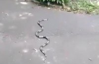 В Киеве на территории Минобразования заметили экзотическую змею