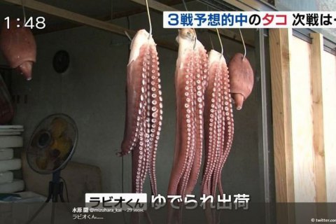В Японии съели осьминога, верно предсказавшего все исходы матчей сборной на ЧМ-2018