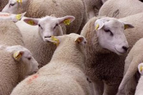 Из-за гибели овец в морском порту Черноморска открыли два уголовных дела
