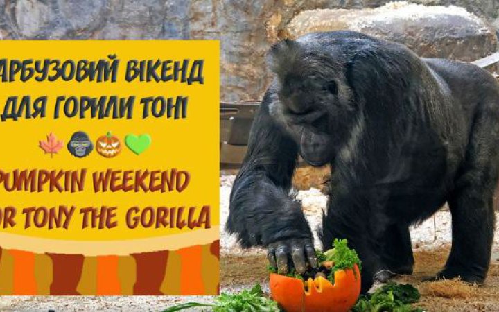 На вихідних в Київському зоопарку відбудеться гарбузовий вікенд для горили Тоні 
