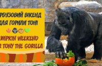 На вихідних в Київському зоопарку відбудеться гарбузовий вікенд для горили Тоні 