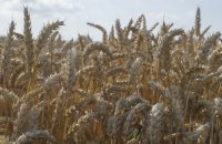 ​Мінагрополітики України відреагувало на інцидент із розсипаним зерном на польському кордоні