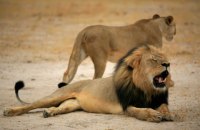 Зимбабве выставляет на продажу диких животных из-за засухи