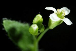 Ботаники заглянули в память растений