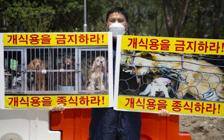 У Південній Кореї готують законопроєкт про заборону їсти собак
