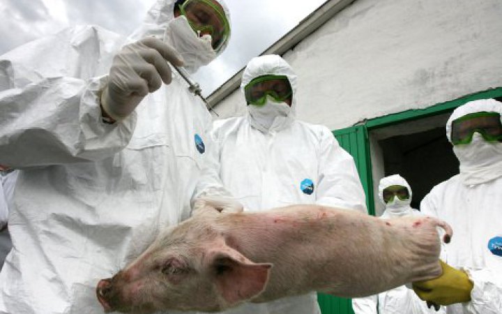 На Київщині виявили африканську чуму свиней