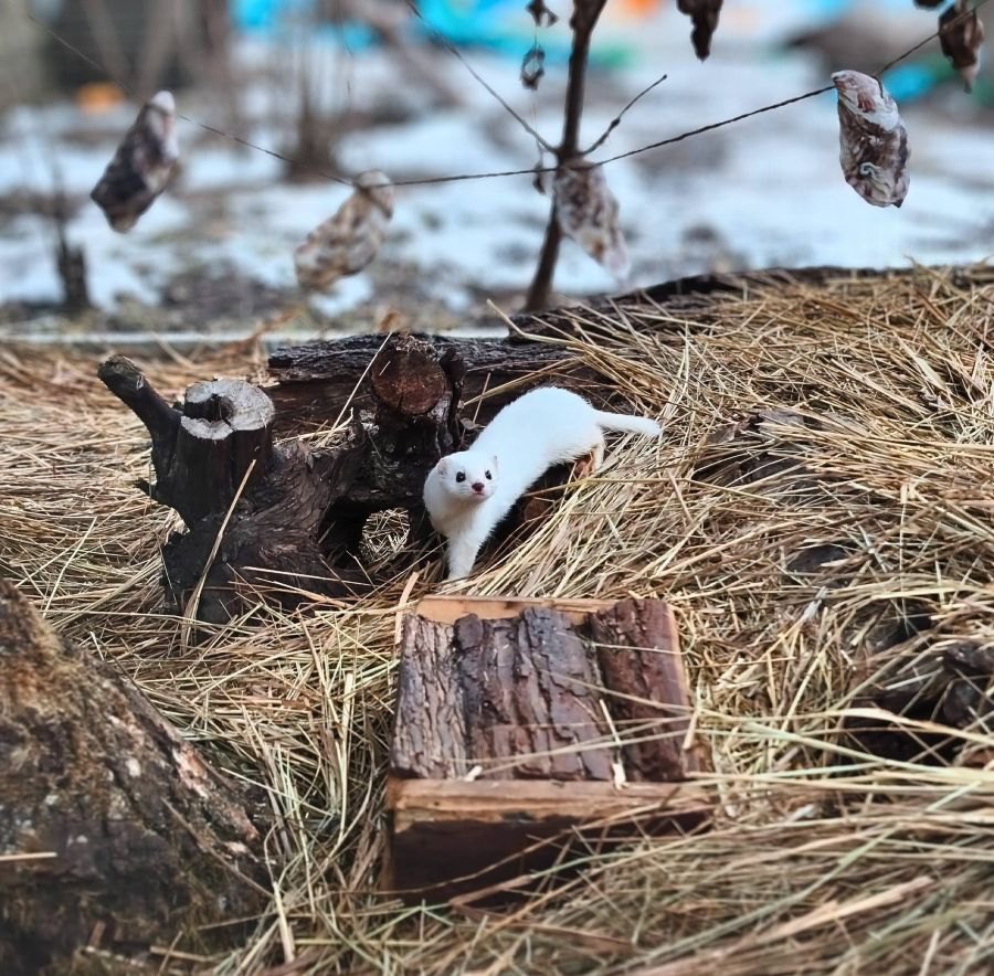 Ласка Ріккі, який уже на волі