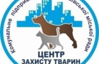 Николаевский "Центр защиты животных" прекратил отлов бродячих собак из-за конфликта с зоозащитниками