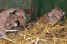 В Одесском зоопарке родились три львенка 