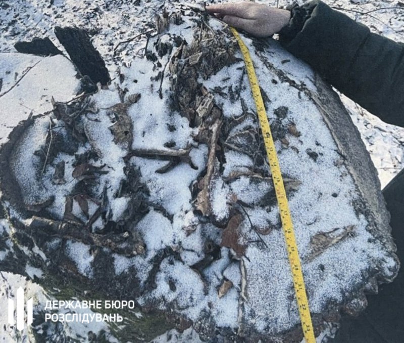 Діаметр окремих пнів незаконно зрублених дерев сягав 90 см