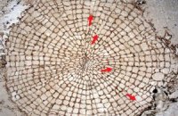 Найдены остатки старейшей в мире древесины