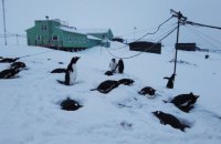 Біля станції “Академік Вернадський” нападало найбільше снігу за останні 20 років 