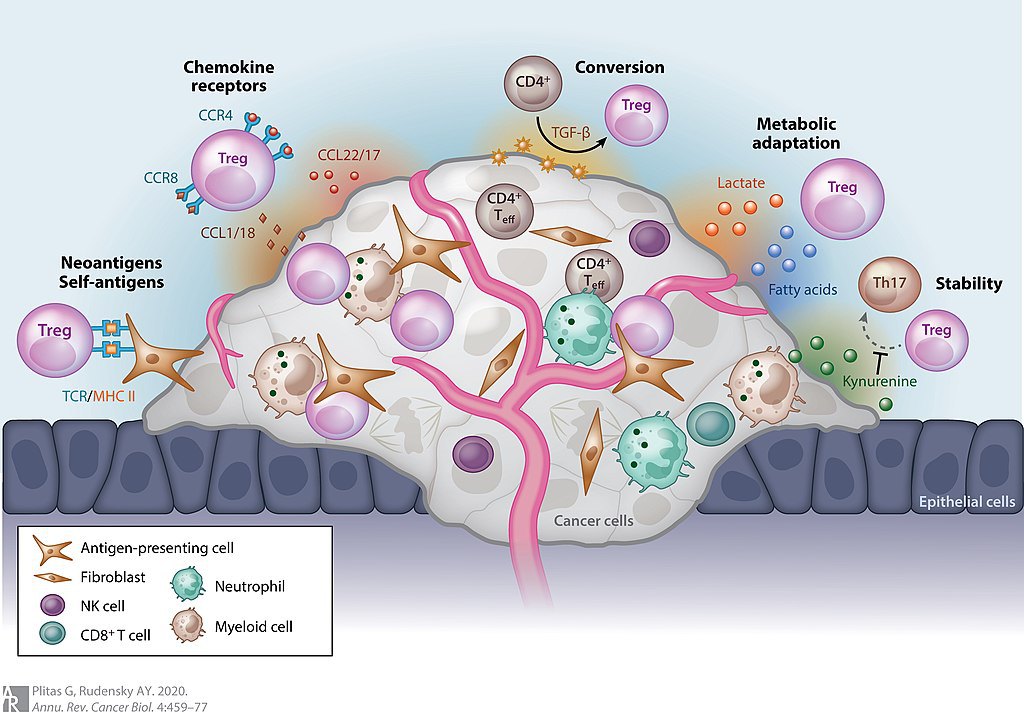 Надходження та циркуляція <i>Treg</i> у мікросередовище пухлини