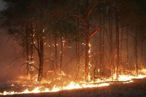 У Криму від пожежі постраждали 6 га лісу