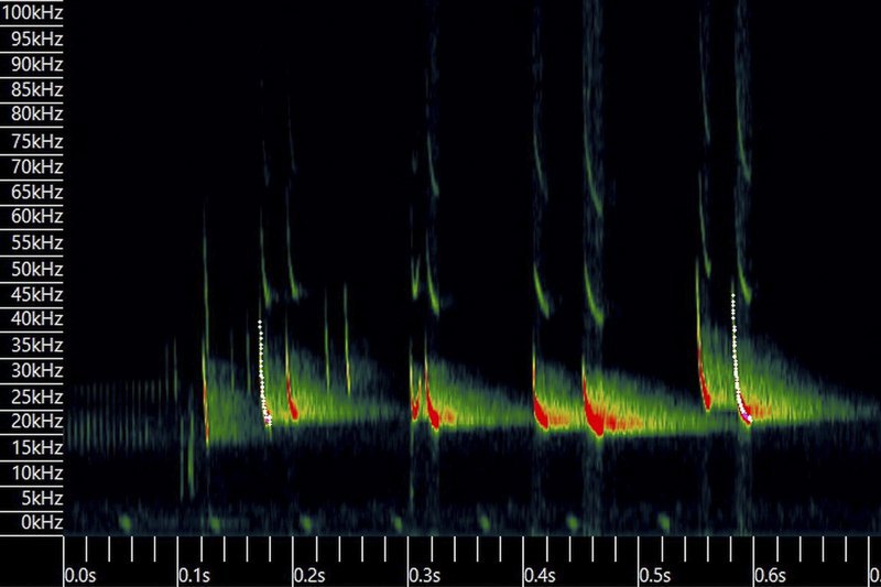 Элементы ультразвуковой вокализации летучих мышей